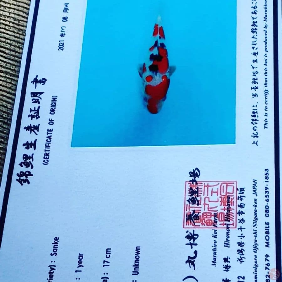 SANGKE 30 BU