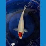 Original Tancho Showa // Super Tategoi 37cm