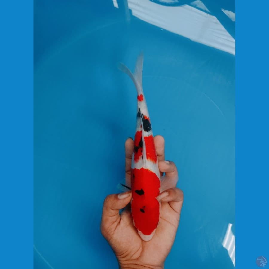 SANKE TATEGOI 25cm