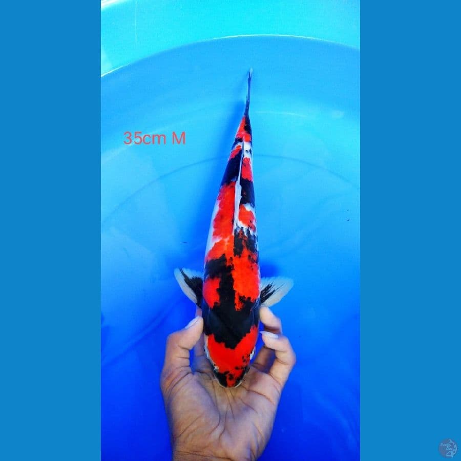 showa 35cm male
