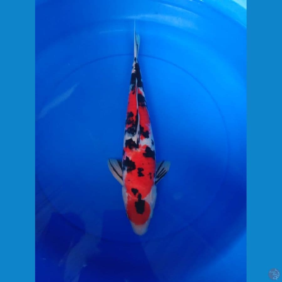 Maruten sanke 43 cm