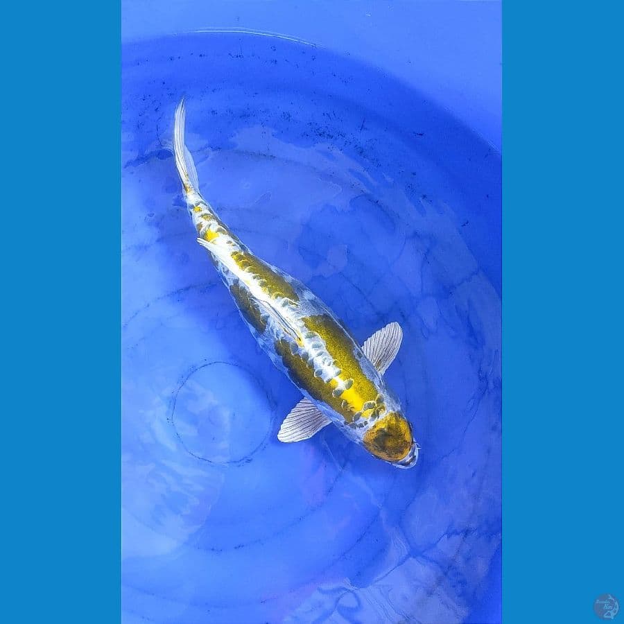 Maruten Gold Kikko