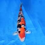 Sanke Sakai Female 60cm