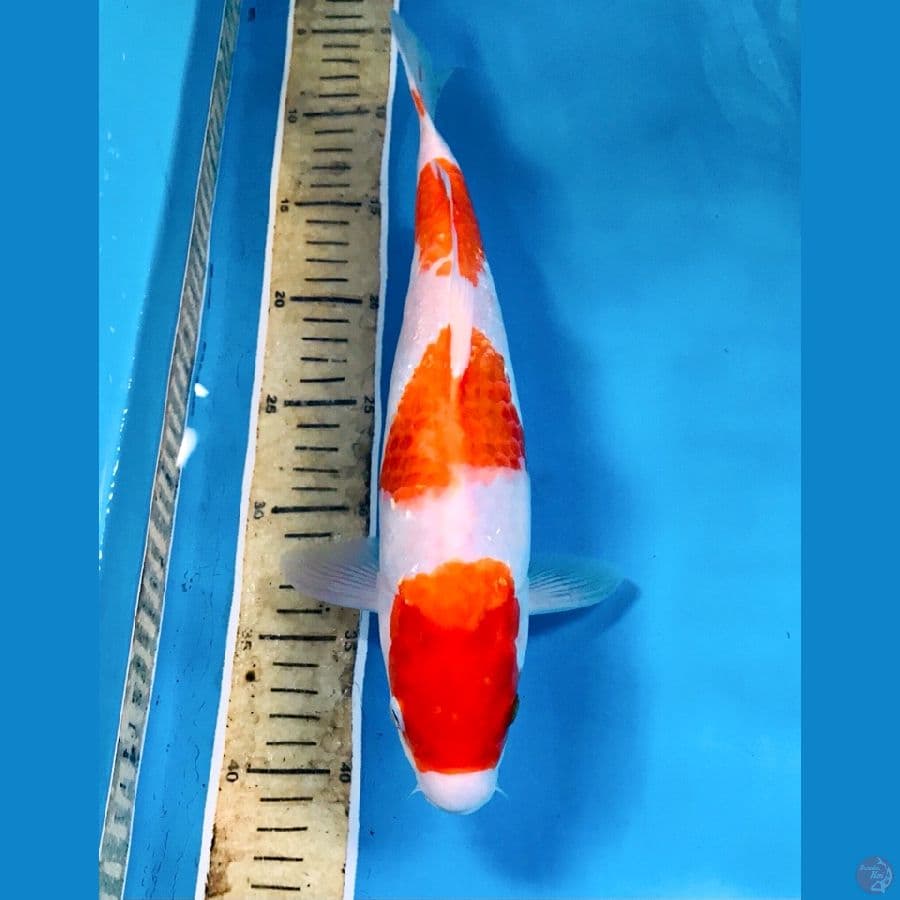 kohaku, 35 cm