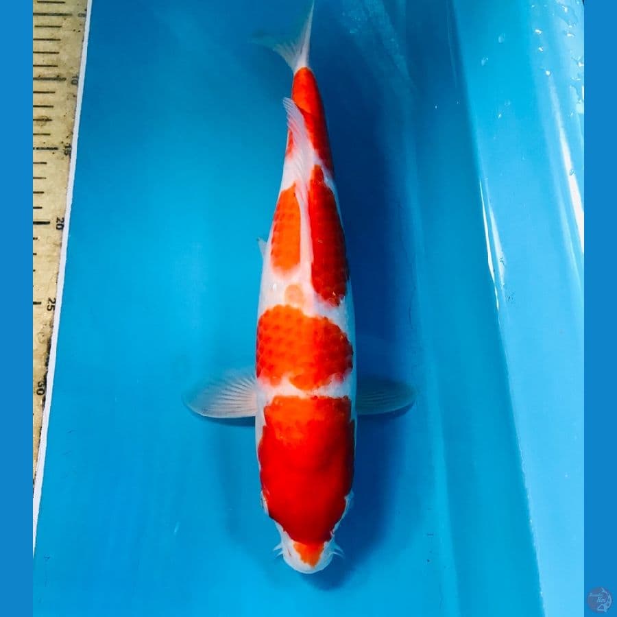 kohaku, 35 cm