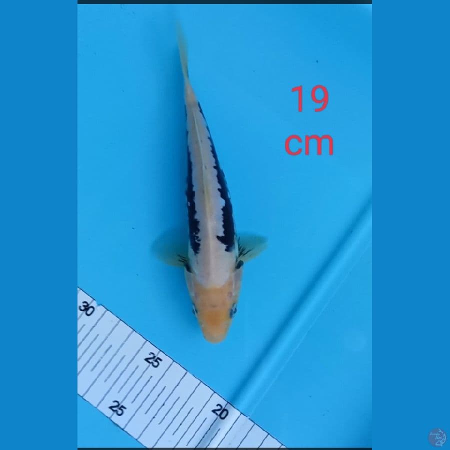 kumonryu 19 cm
