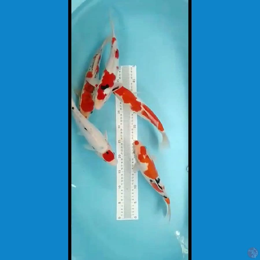 mixs 30 cm
