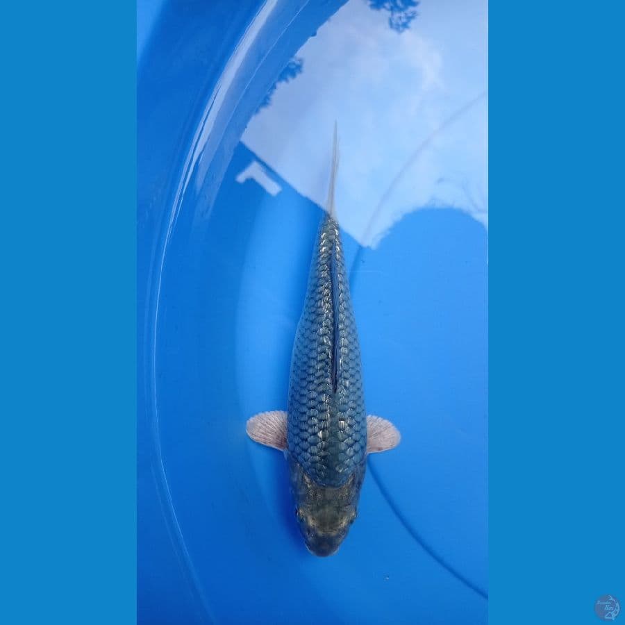 soragoi ginrin 23cm