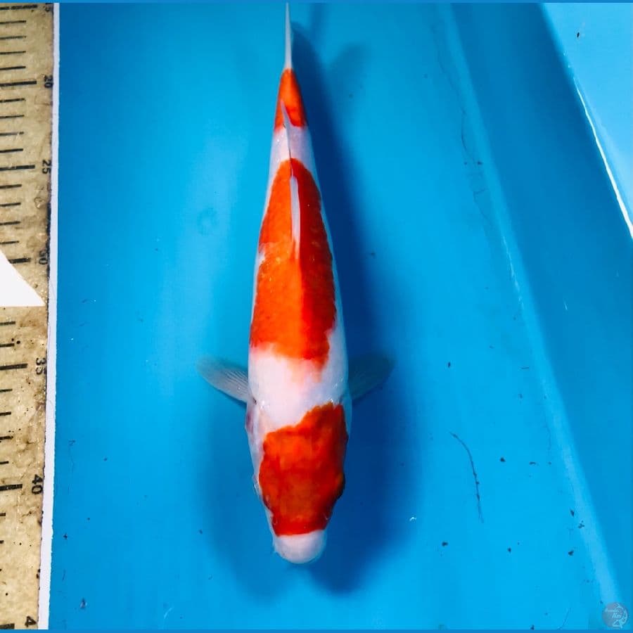 kohaku, 27 cm