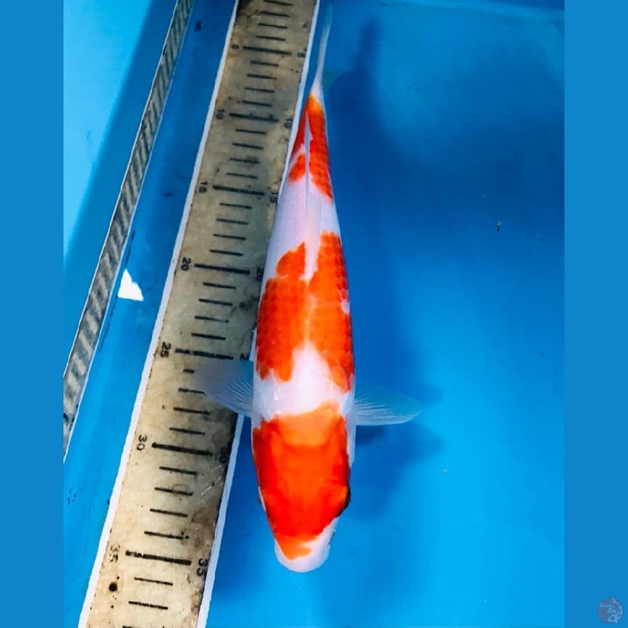 kohaku, 30 cm