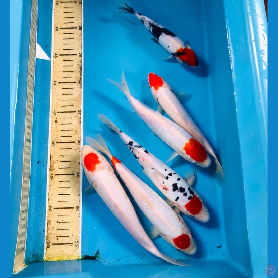paket tancho, 25-30 cm