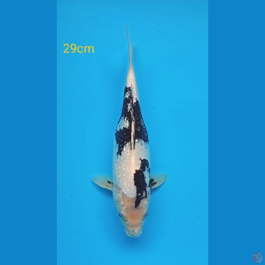 shiro ginjrin 29cm