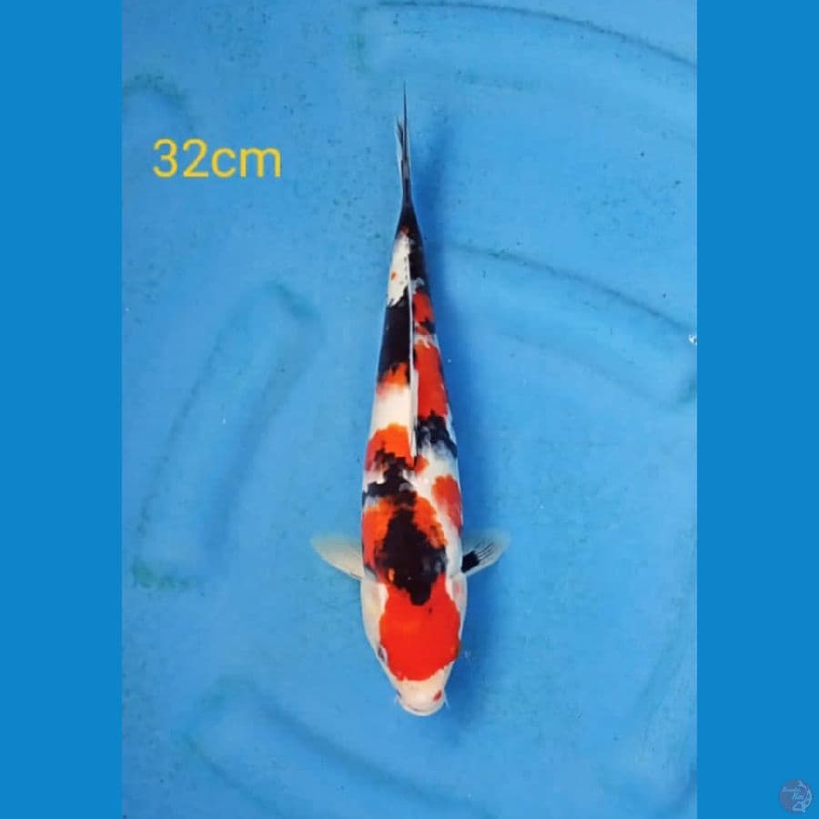 showa maruten 32cm