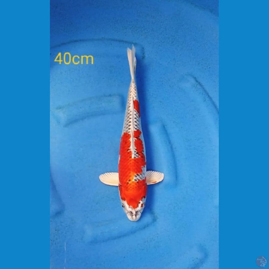 kujaku 40cm