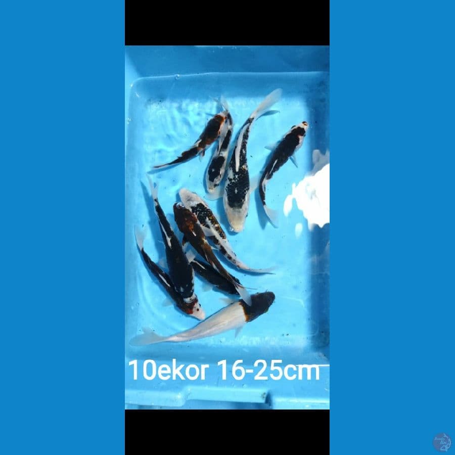 16-25cm 10ekor paket goromo