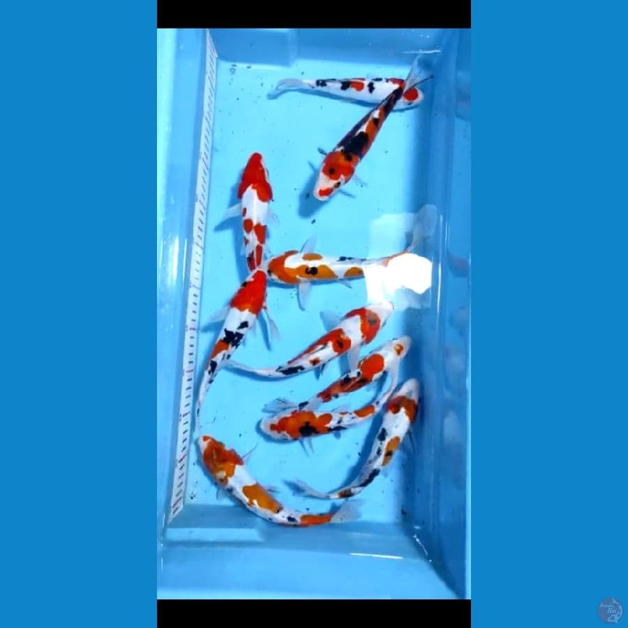 20-25cm 10ekor paket doitsu