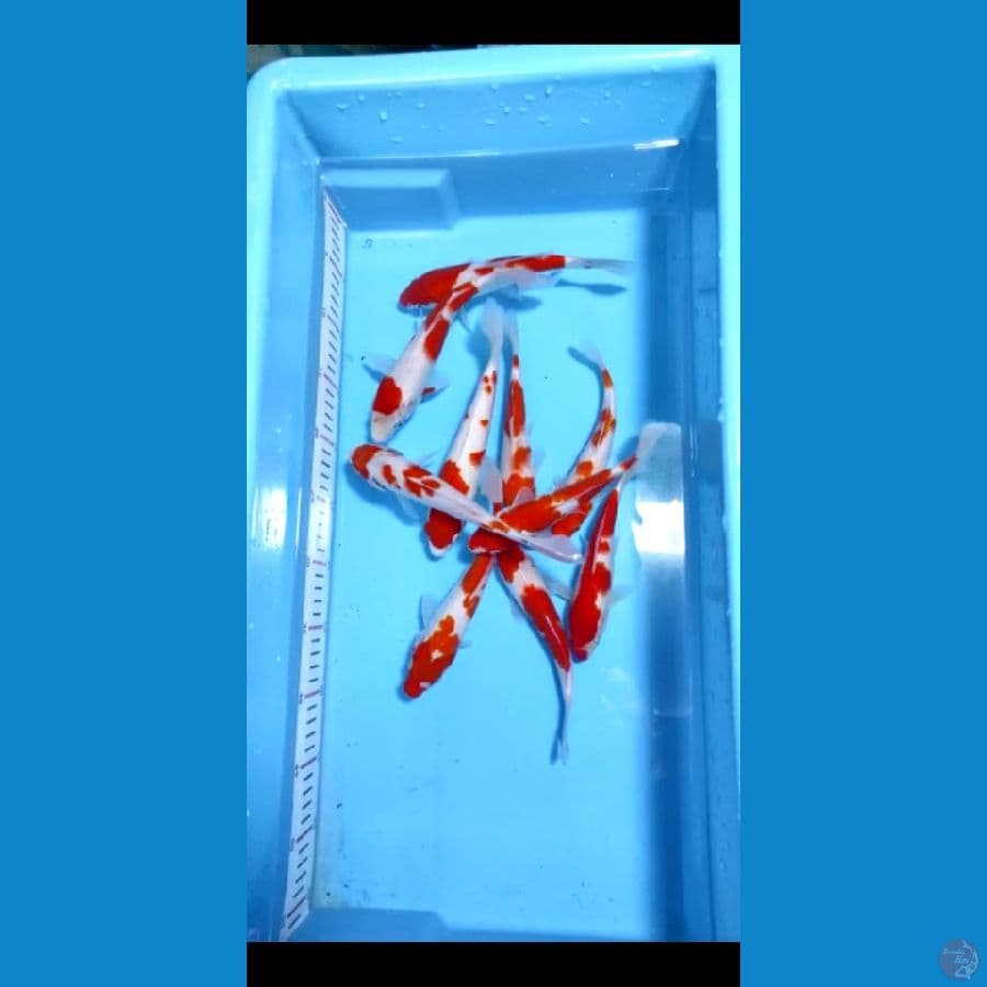 20-23cm 10ekor paket kohaku 