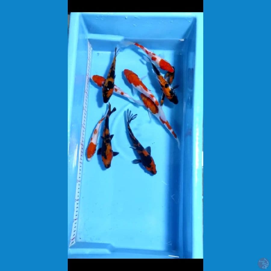 17-20cm 10ekor paket kihaku showa 