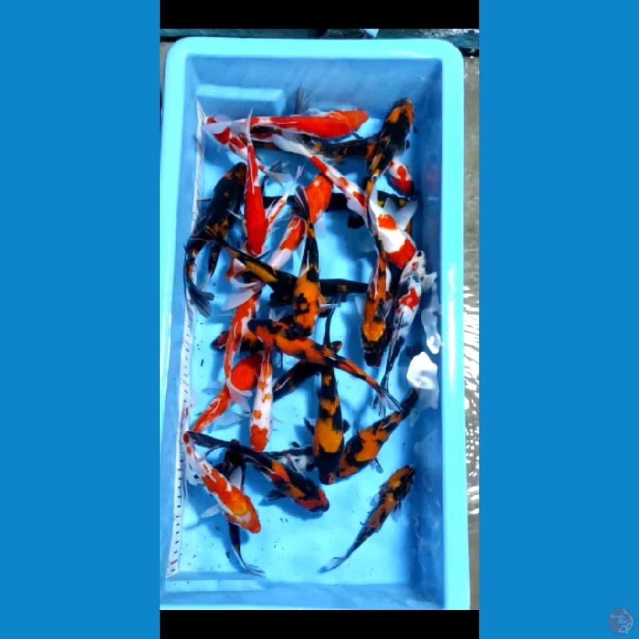 15-25cm 35ekor paket mix
