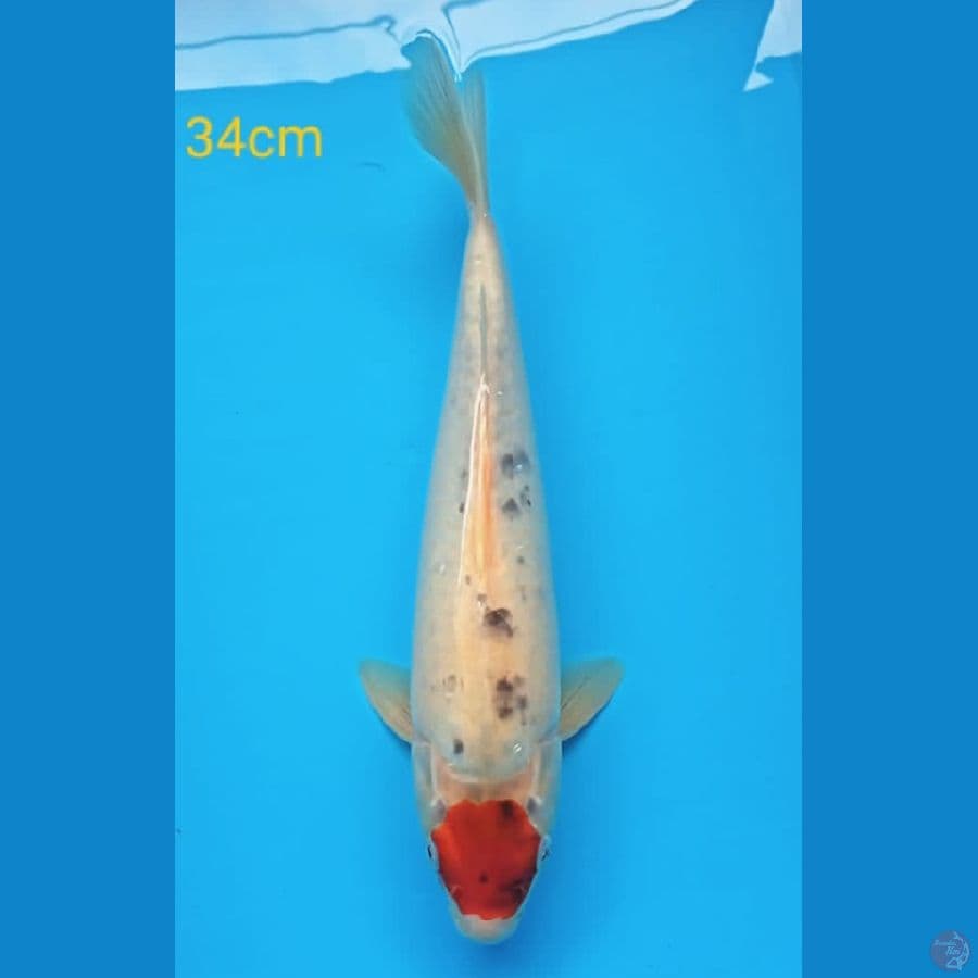 tancho ghosiki 34cm