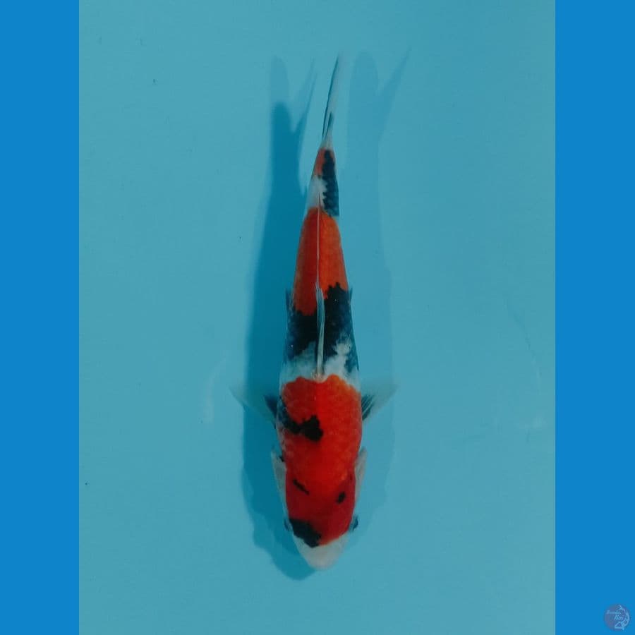 SHOWA SANSHOKU MALE 24cm