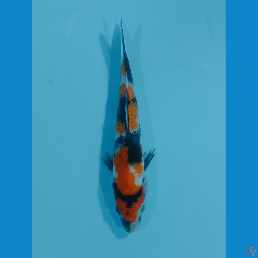 SHOWA SANSHOKU MALE 22cm