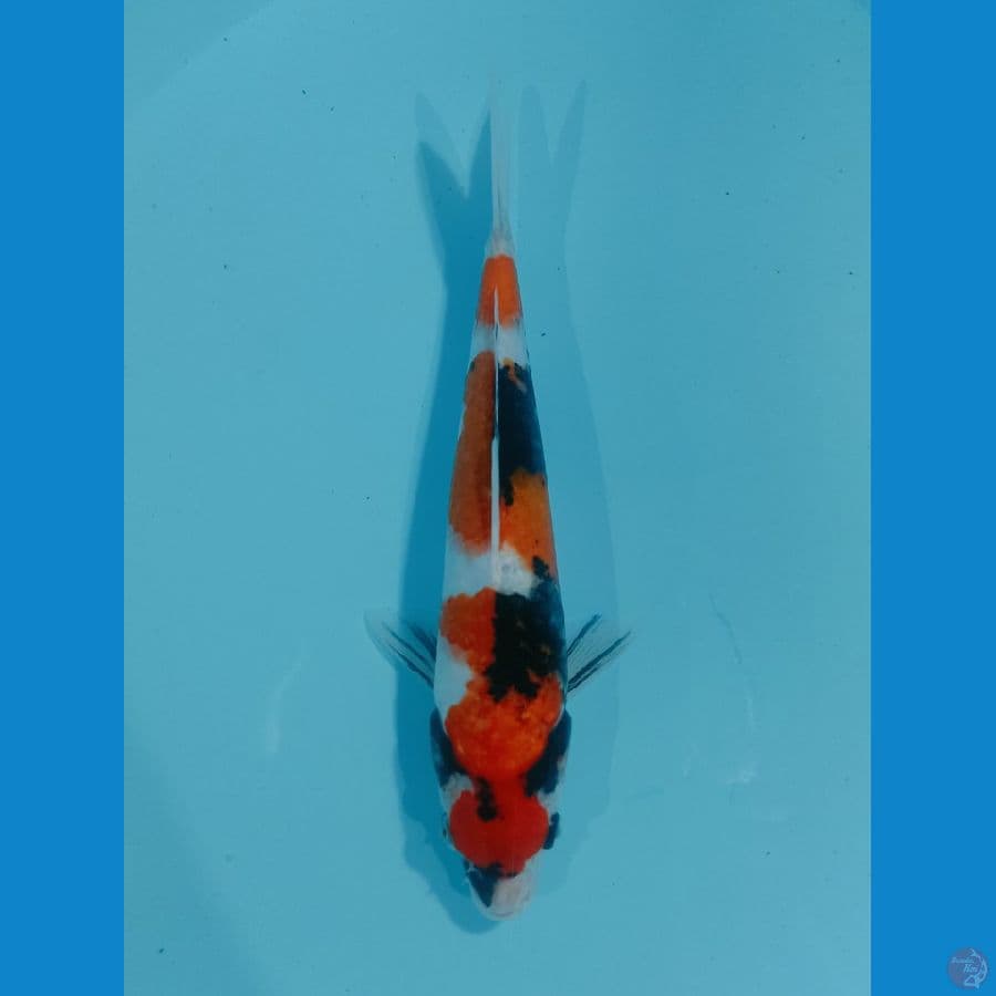 SHOWA SANSHOKU MALE 27cm