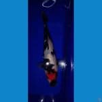 tancho showa 27 cm