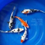 30cm - 35cm PAKET HEMAT