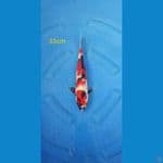 showa 33cm