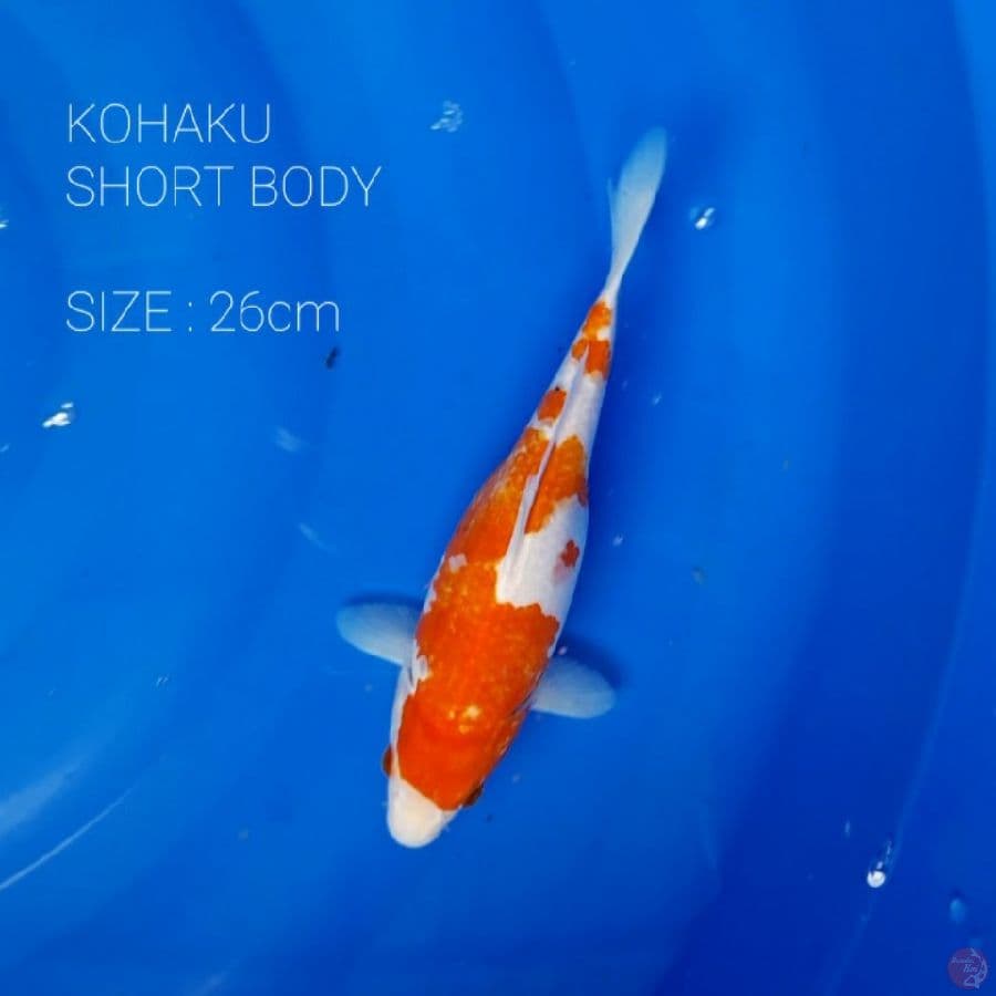 KOHAKU SHORT BODY