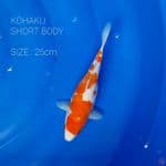 KOHAKU SHORT BODY