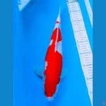KOHAKU 