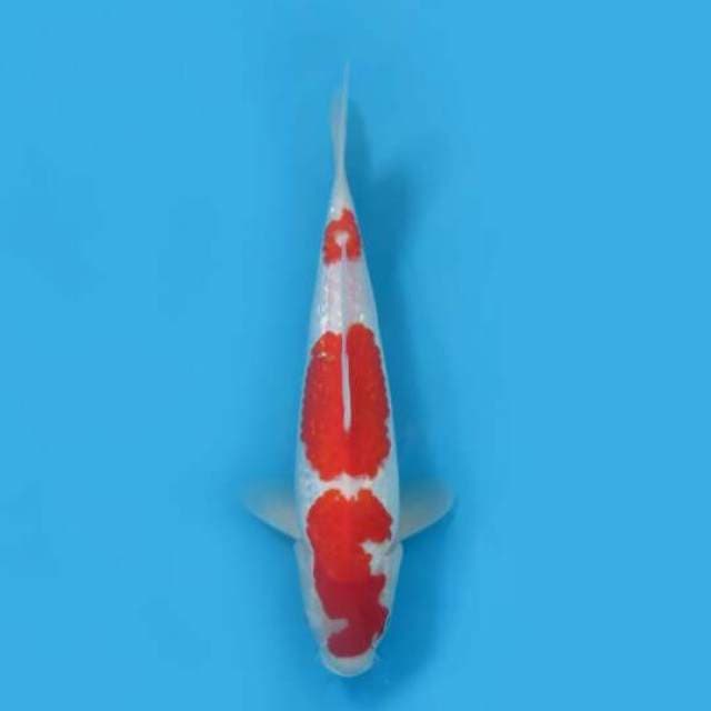 32cm Female Tosai - Sandan Kohaku Ginrin Hq 