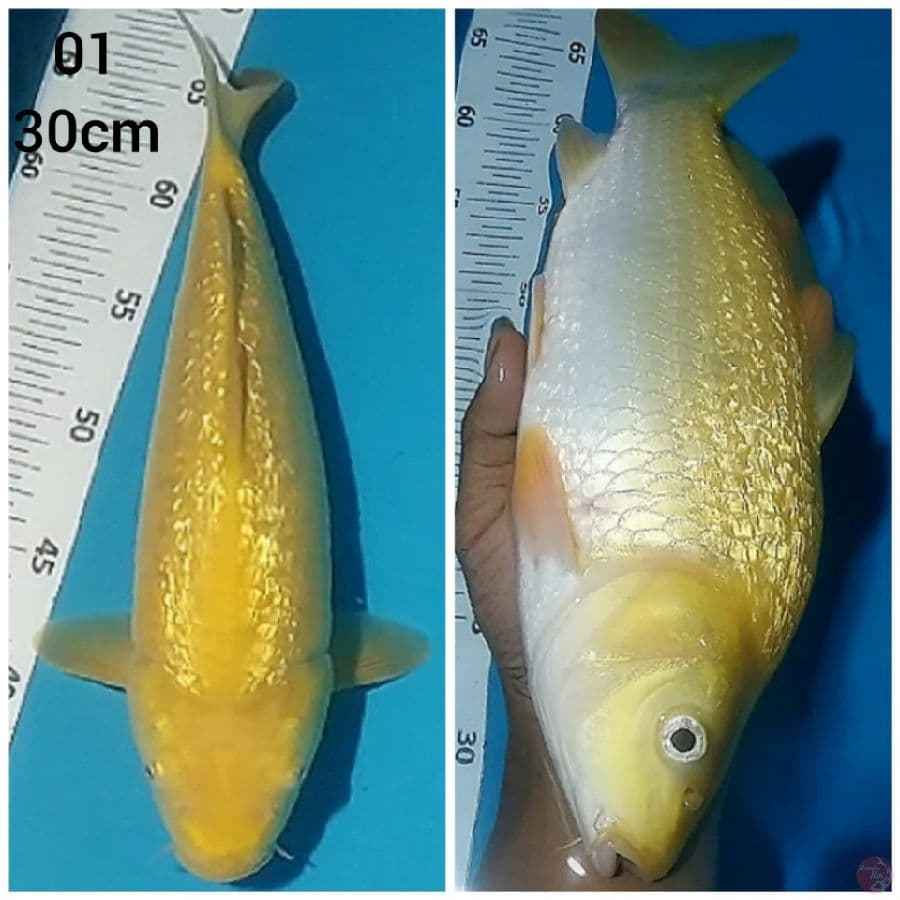 _BUMI 01_ KARASHI GINRIN