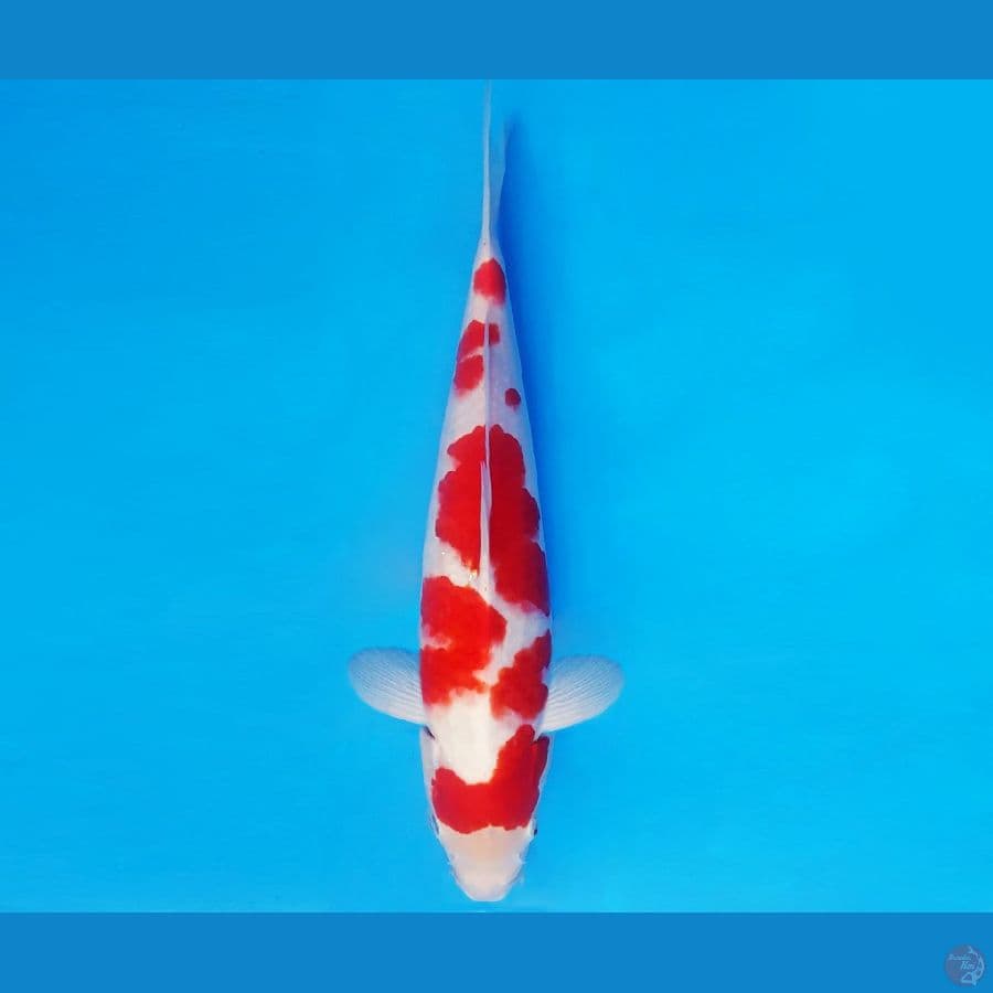 ZERO 6 - KOHAKU 36 cm/male ®