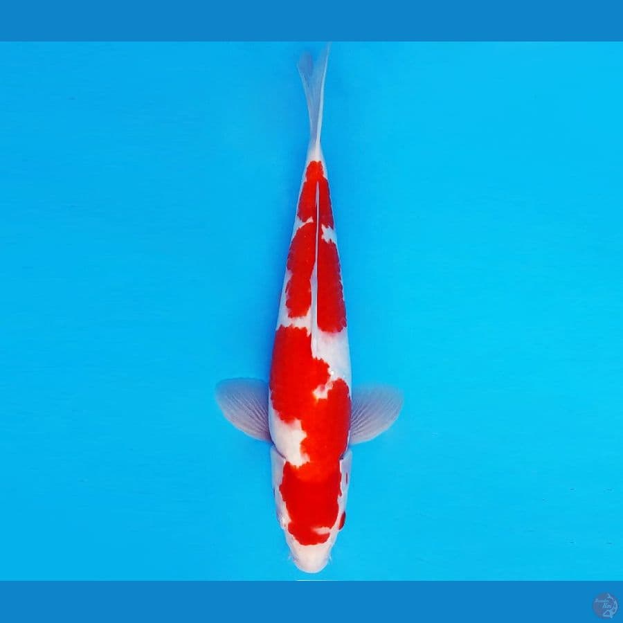 ZERO 8 - KOHAKU 30 cm/male ®