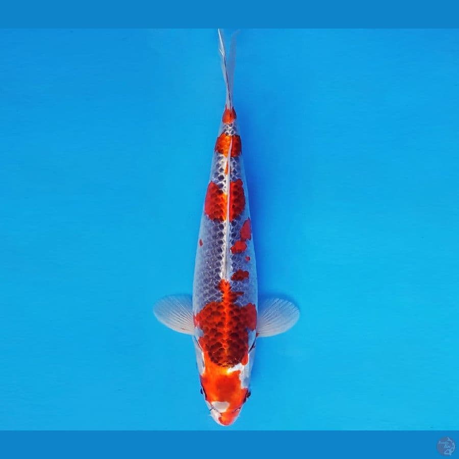 ZERO 9 - GOSHIKI 33 cm/fm ®