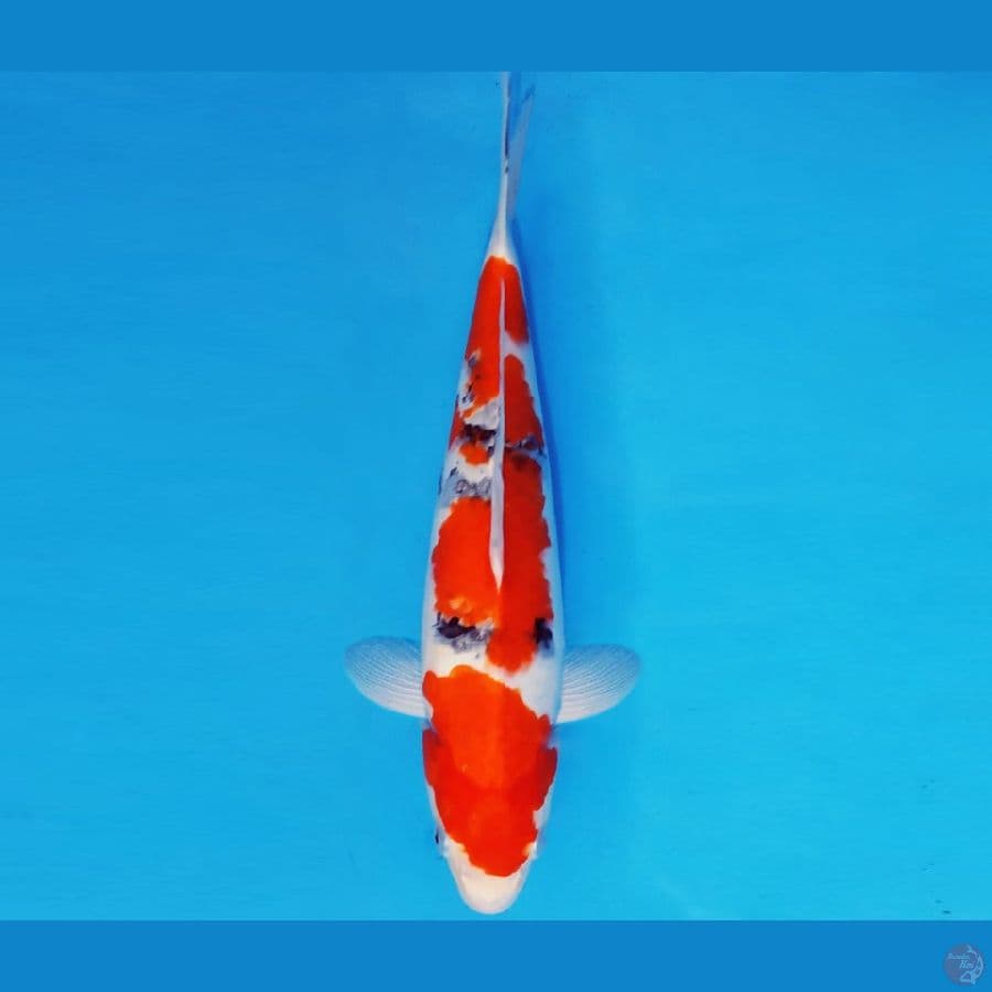 ZERO 10 - SANKE 34 cm/fm ®
