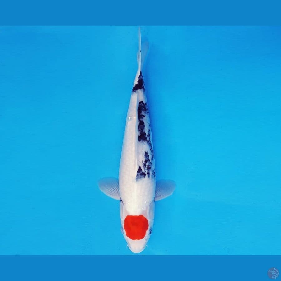 ZERO 12 - TANCHO SHOWA 33 cm/fm ®
