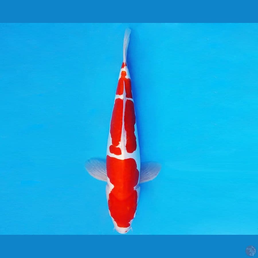 ZERO 13 - KOHAKU DOITSU 32 cm/fm ®