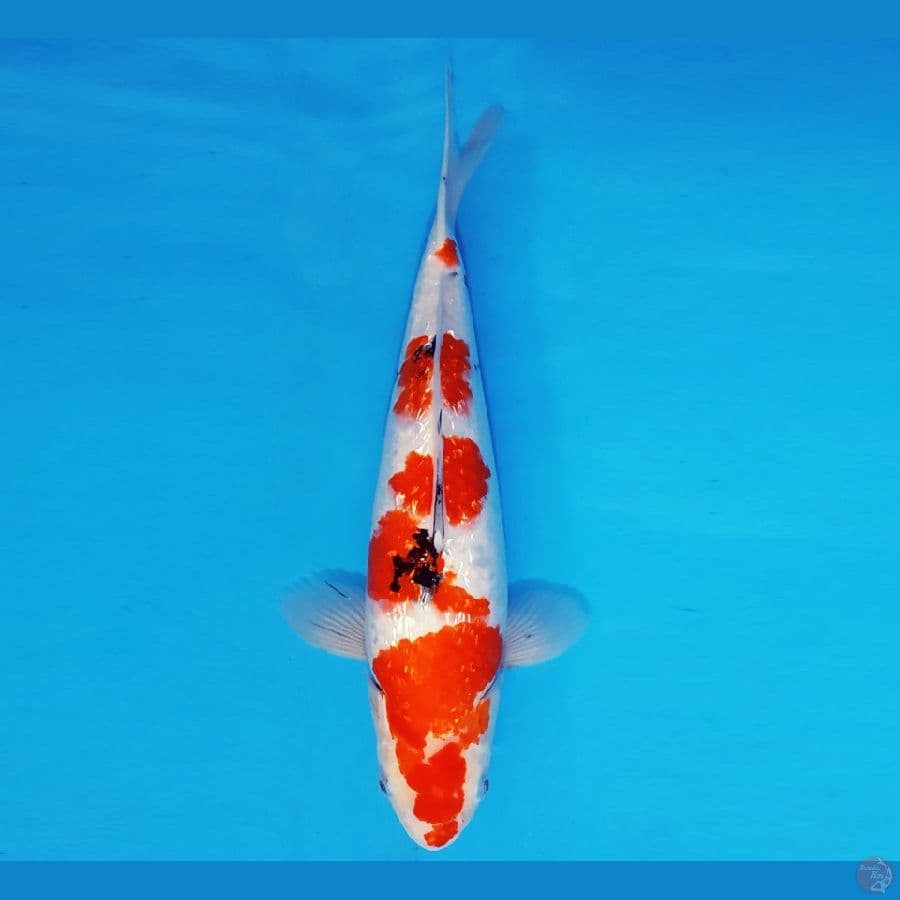 ZERO 15 - SANKE GIN RIN 35 cm/fm ®
