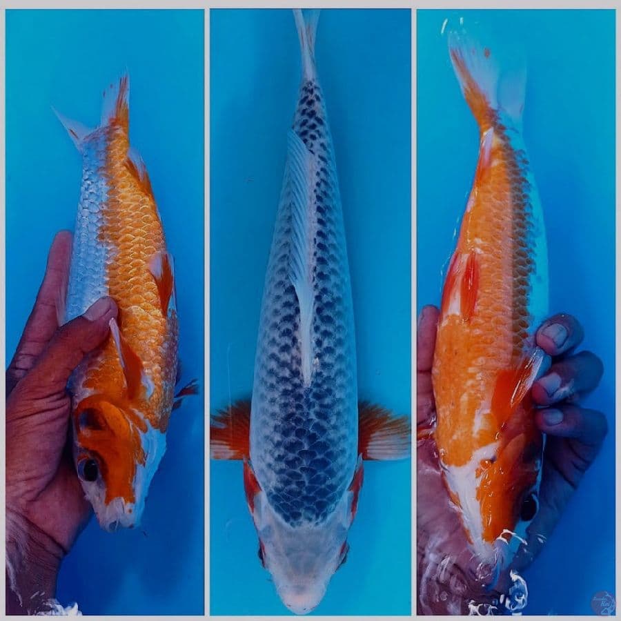 asagi 30 cm