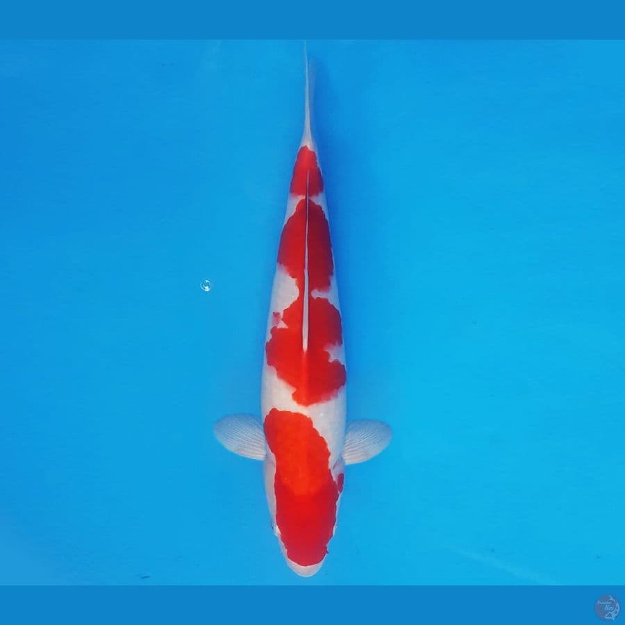 ZERO 16 - KOHAKU 36 cm/male ®