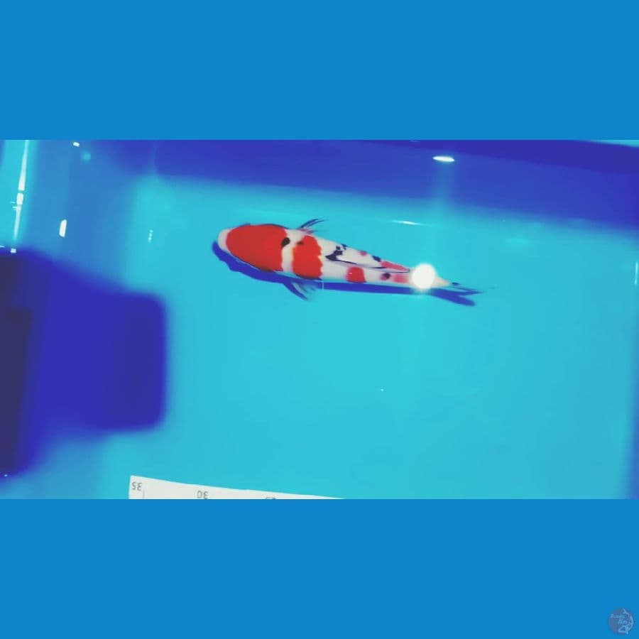 sangke 21 cm ori