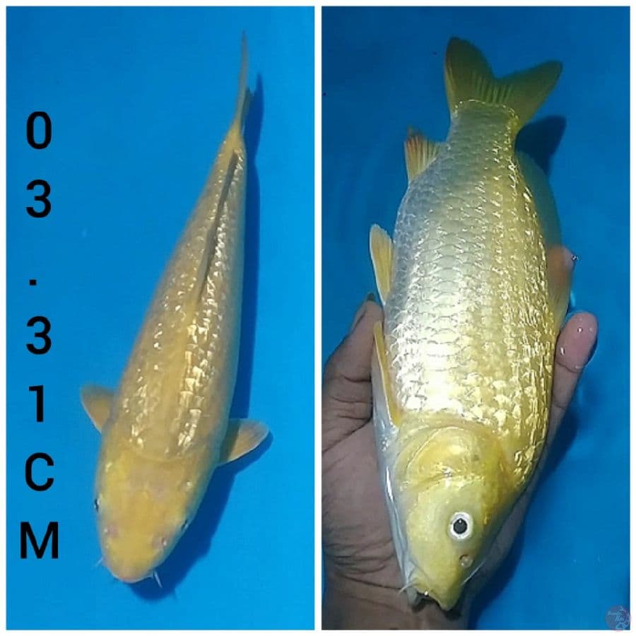 _BUMI 03_ KARASHI GINRIN
