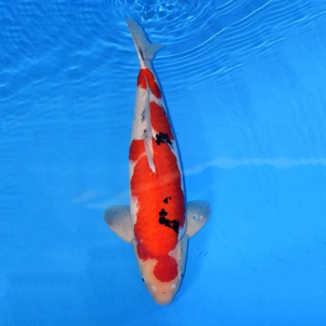 Sanke Sakai Male 53 cm