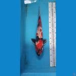 showa 43Cm