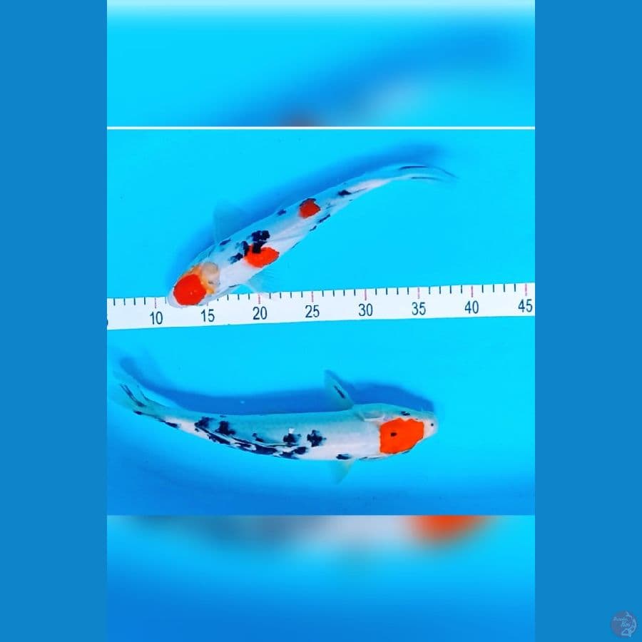 tanco. sanke 31-32 cm