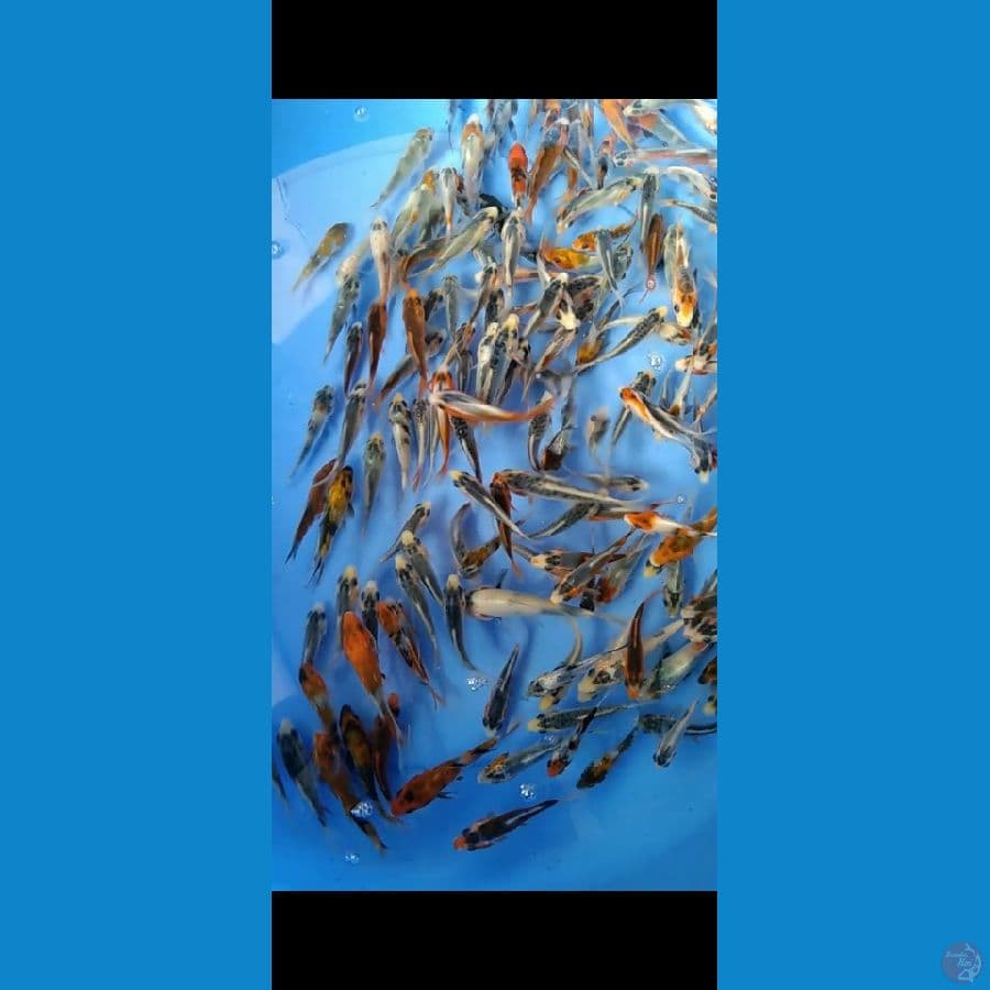Shusui, Asagi, Showa,sanke,tancho,Shiro 175 ekor